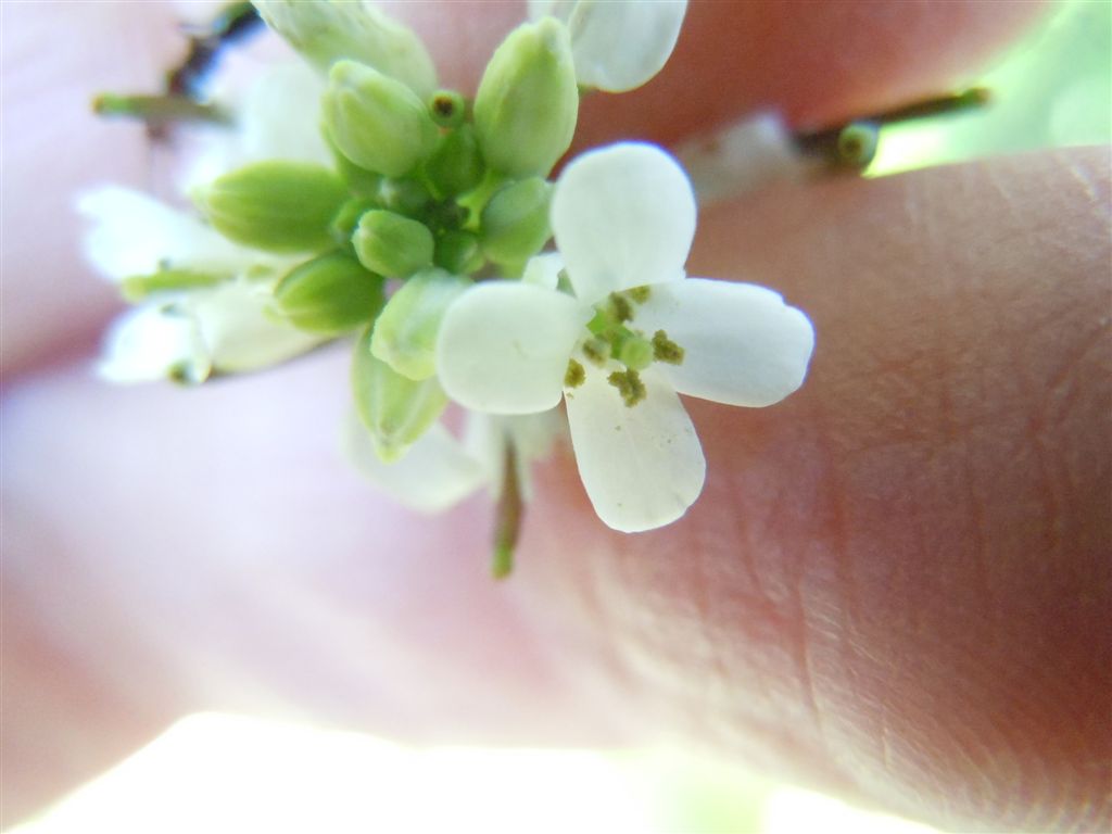 Alliaria petiolata